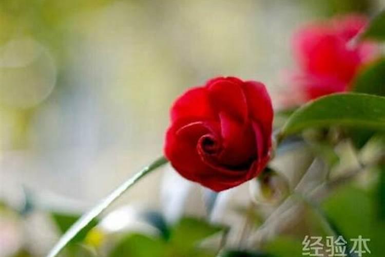 请教为何开花的时候不能施肥