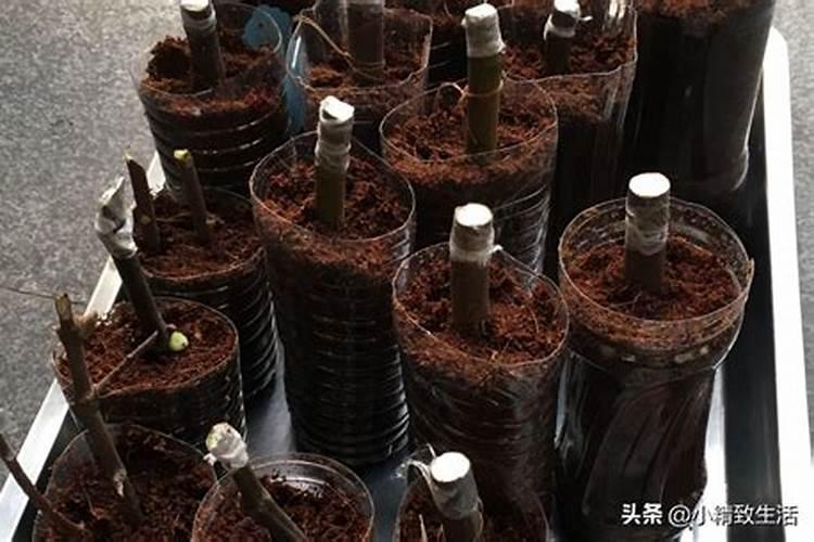 高蛋白鱼饲料品牌有哪些呢？
