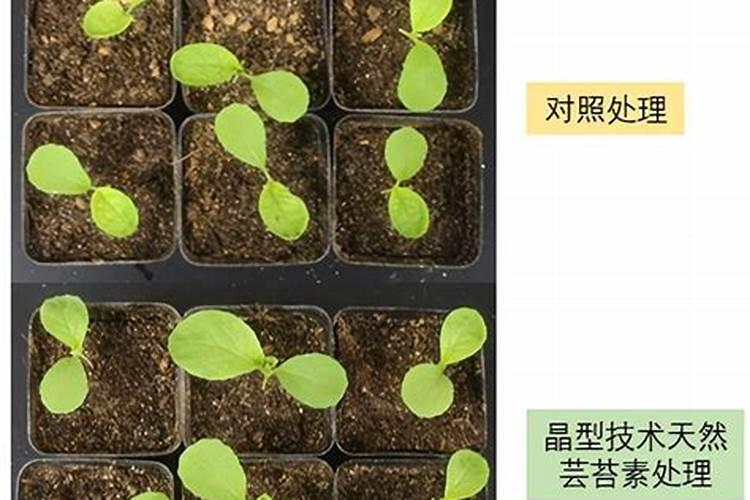 温度低于6度芸苔素内酯打小麦温度要求