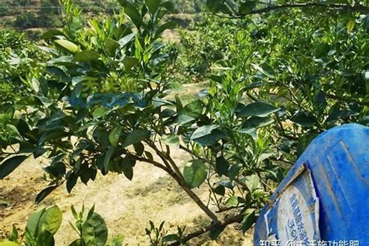 家庭养花自制花肥3种方法(在家自制养花肥料小窍门)