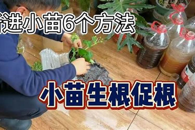 西瓜苗用什么肥料生根快 西瓜苗几月份开始育苗