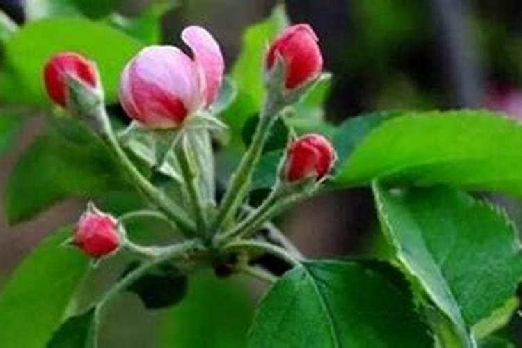 苹果花露红打什么药最好