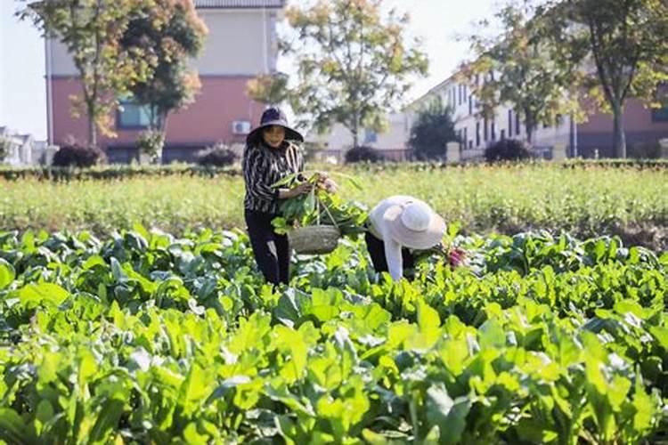 黄花菜开花期想要施肥,应该怎么施肥呢？