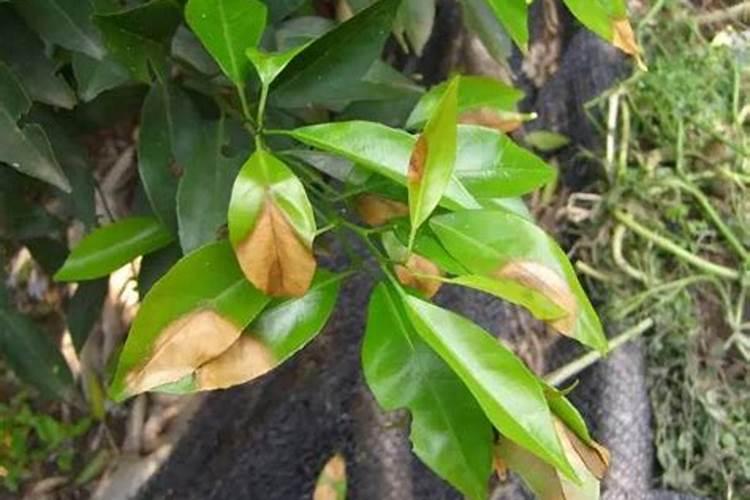 柑橘花芽分化用什么肥