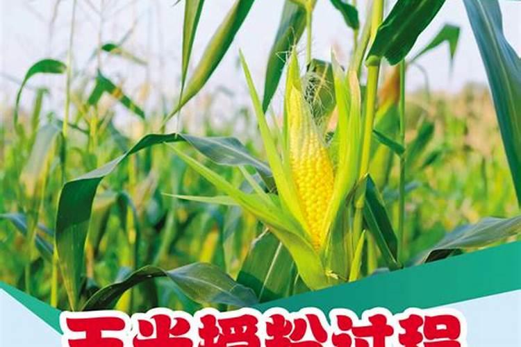 玉米先出穗还是先出棒,出棒后还要施肥吗