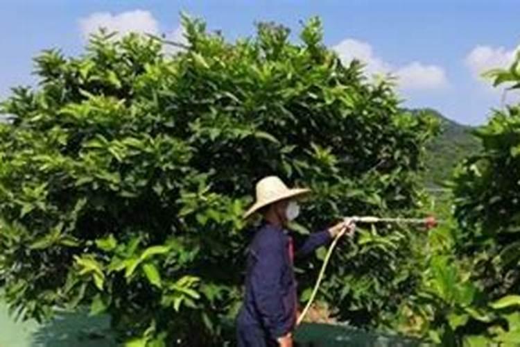 西瓜施多少底肥最好