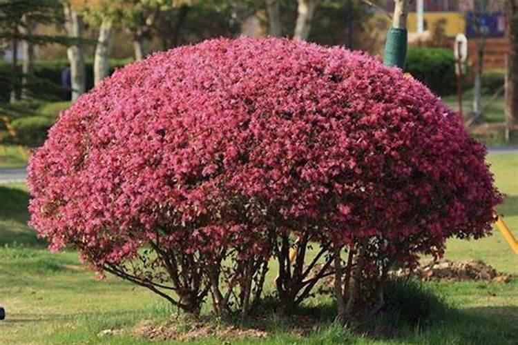红花檵木花期