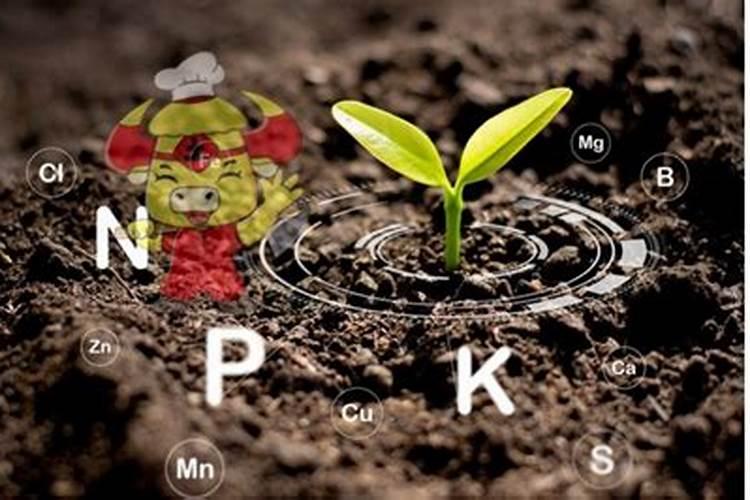 微量元素水溶肥多久用一次 微量元素水溶肥料的适用作物和使用方法