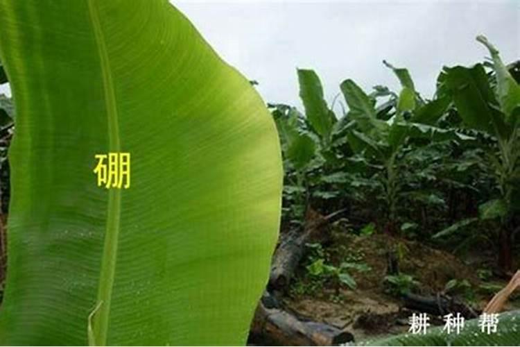 香蕉用什么肥料好？