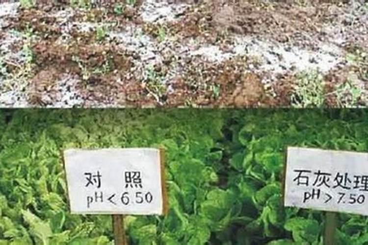 石灰氮一亩地用多少公斤,石灰氮的用途