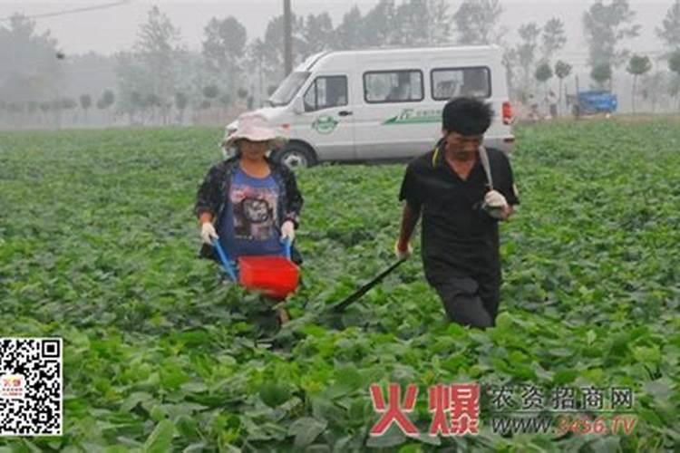 辣椒坐果期,硼肥过多,后期怎么解决