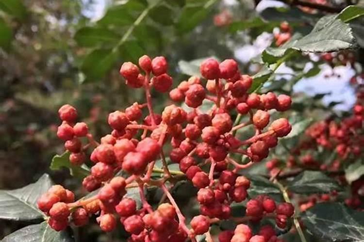 花椒树秋天施什么肥料