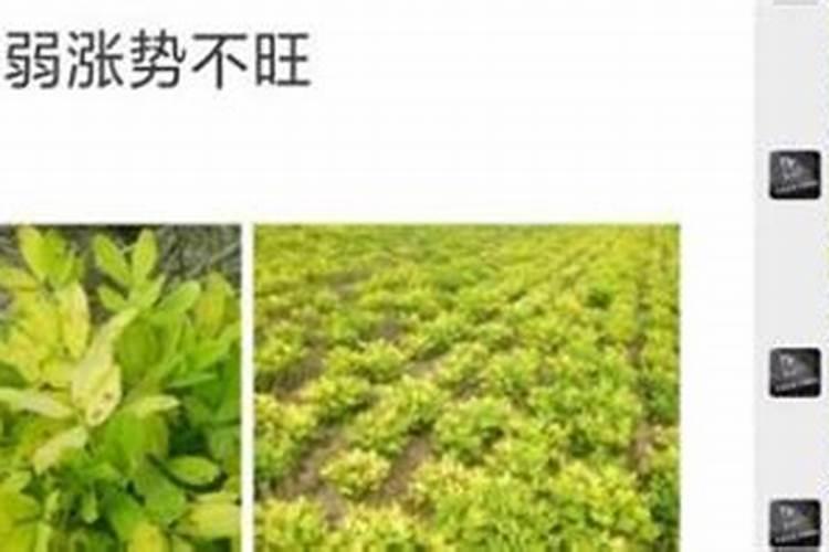 水养富贵竹用什么肥