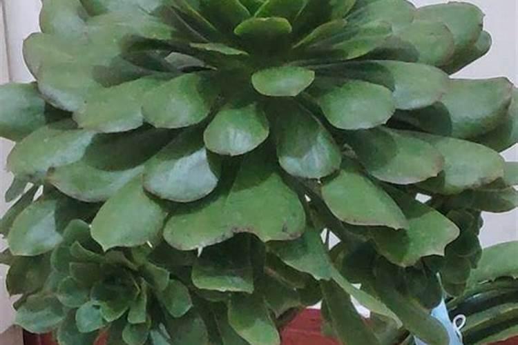 松针土适合种什么菜