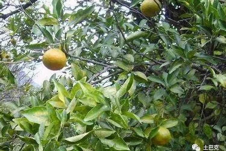 黄花菜锈病打什么药