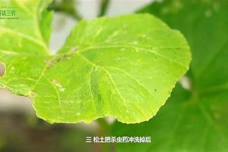 水稻氮肥过多如何补救 附症状