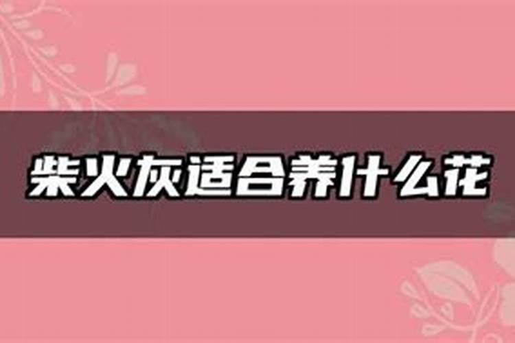 柴火灰如何使用