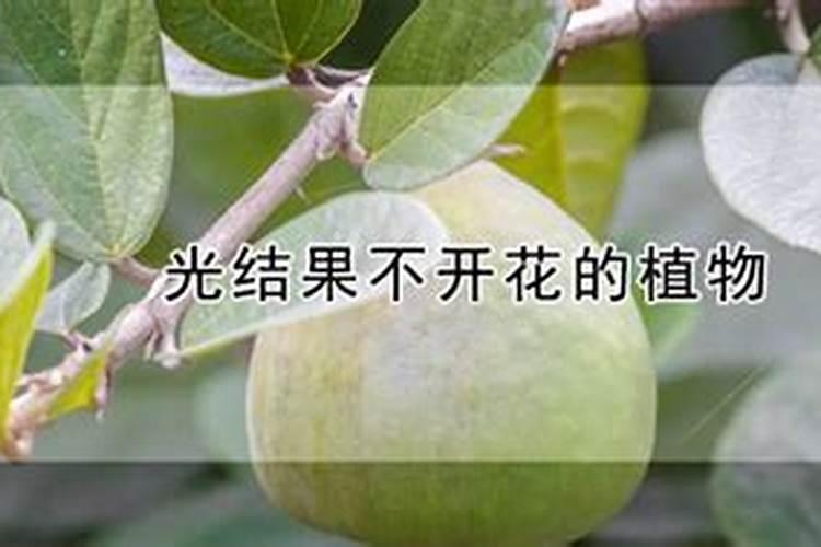 芒果树不结果用什么肥料好？