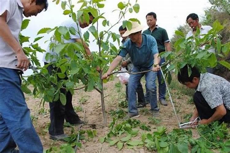 嘉宝果为什么大树不结果,缺什么肥料。