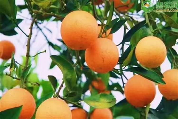 谷蔬善多太复合酶块状固体饮料的功效