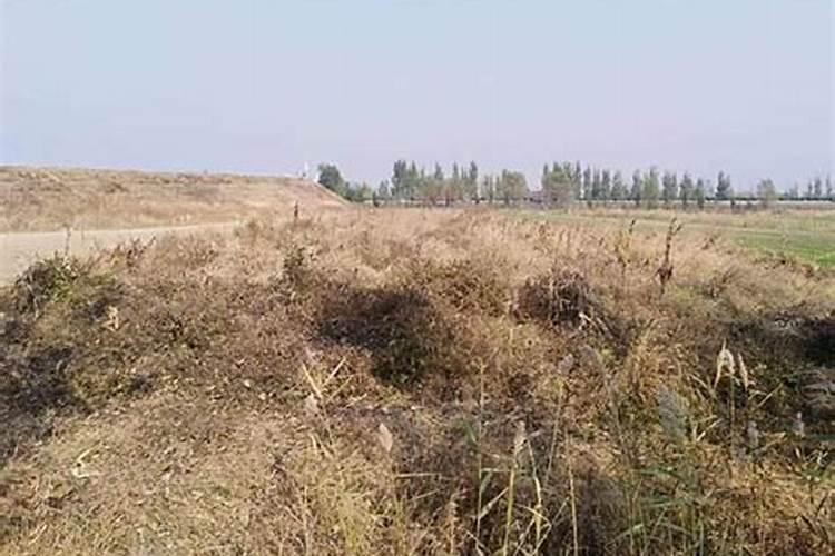 稻田田埂上杂草用什么除草剂只打杂草不伤秧苗？