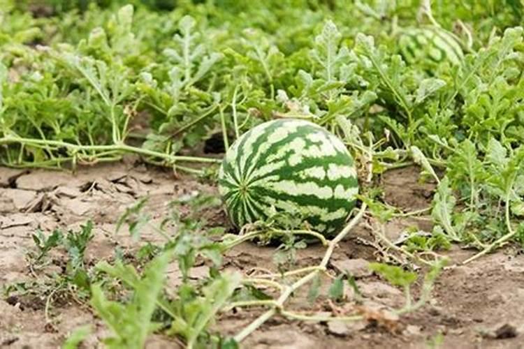 腐植酸钠水产使用大忌