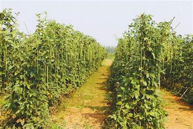 豆角结荚期怎么喷施叶肥