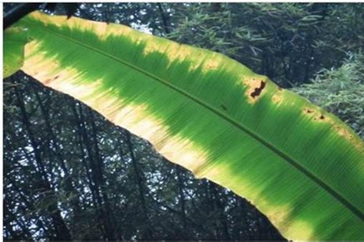 香蕉壮杆需要什么肥多