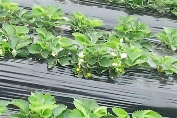草莓枯萎病有什么症状？怎样防治？