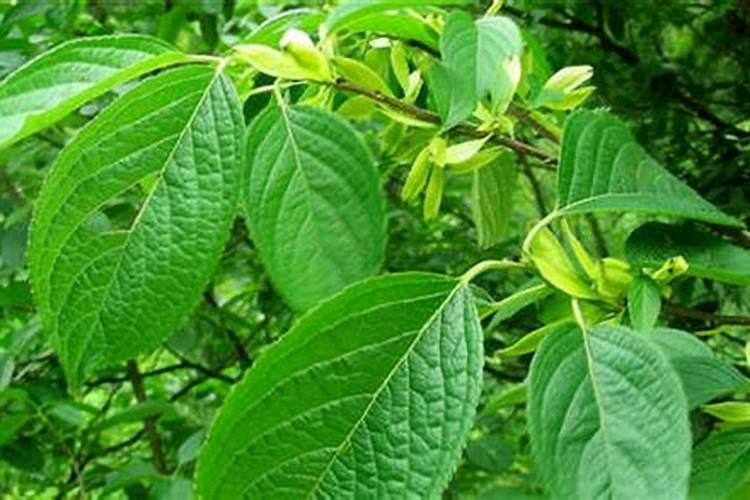 棉花是花吗？