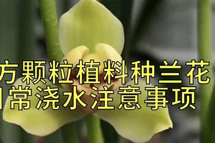 怎么给兰花施肥