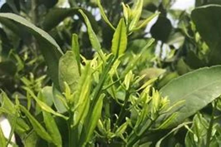 在柑橘开花的时候要用什么肥料才合适