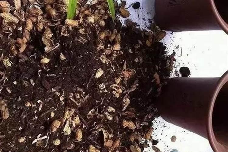 冬季如何做花生壳肥 花生壳肥料制作方法