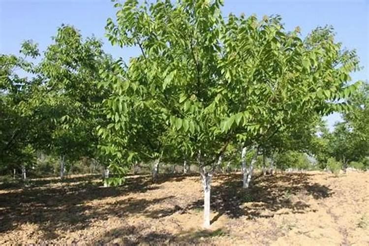 大豆叶面肥的喷施技巧