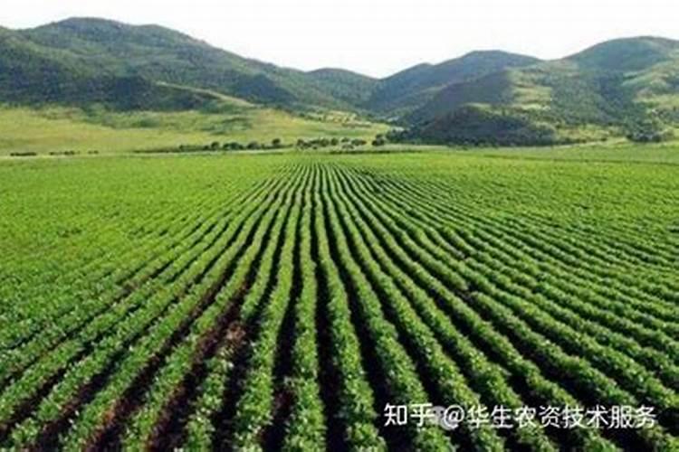 西红柿打什么叶面肥好