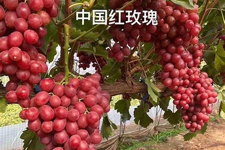 果树施肥如何正确施肥