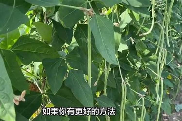 豆角施肥时间及方法