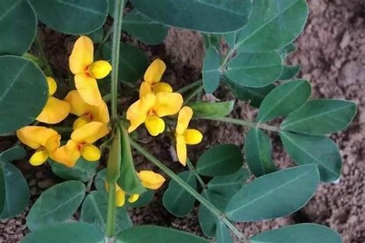 花生打什么药能高产