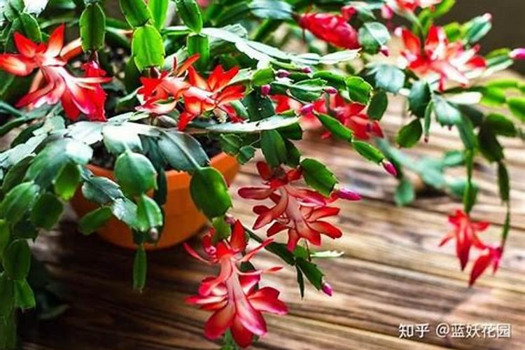 蟹爪兰有花苞了还能施肥吗,开花的时候怎么施肥浇水