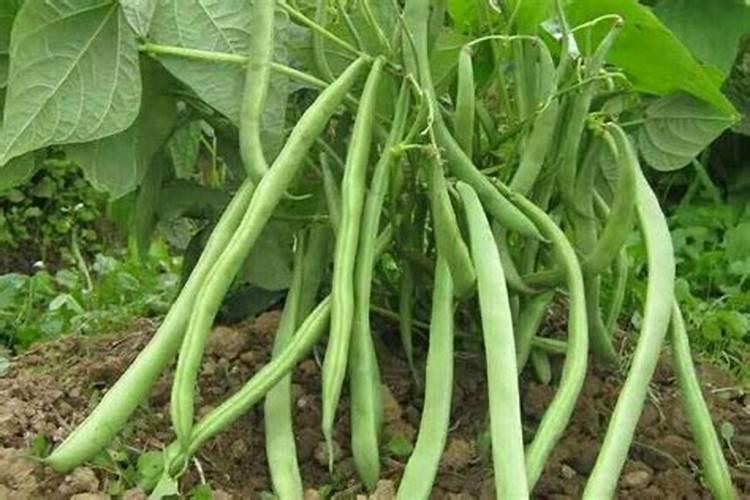 豆角开花期怎样施肥 什么时候施肥产量高