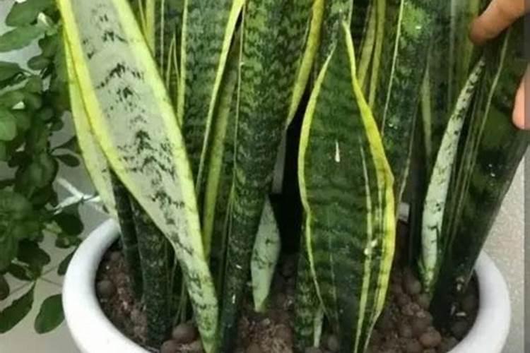 腐植酸钠简介