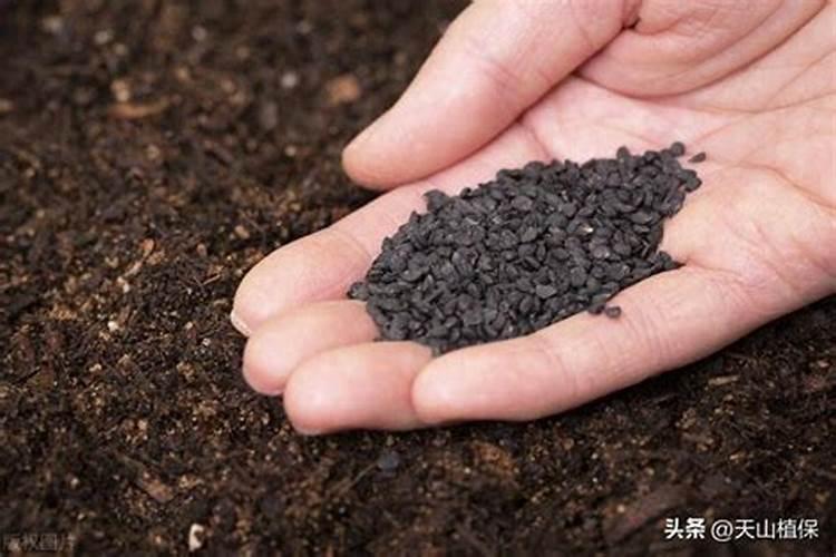 苹果控梢促花用什么好？腐植酸水溶肥有效果吗