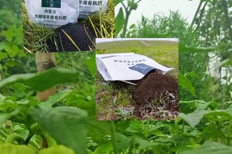 种植油菜为什么要施硼肥油菜啥时候施硼肥好