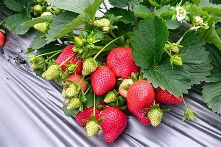 草莓开花了可以施什么肥