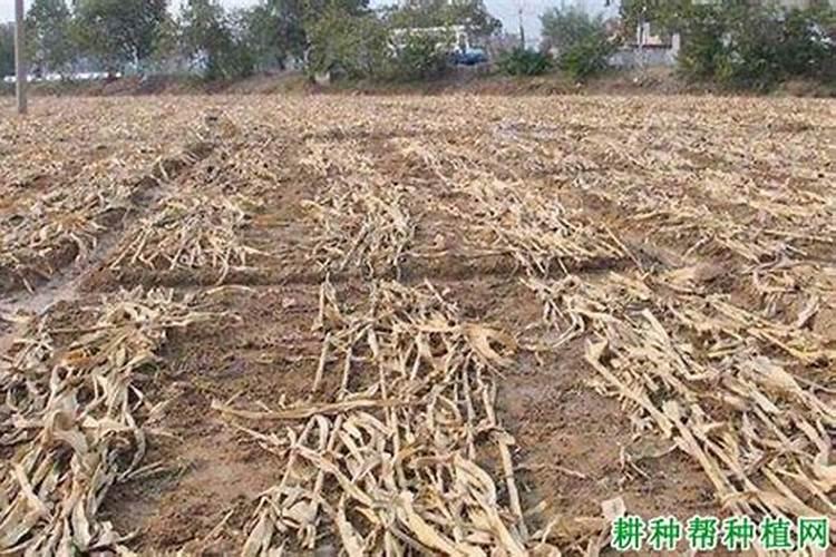 玉竹什么时间种植比较适合