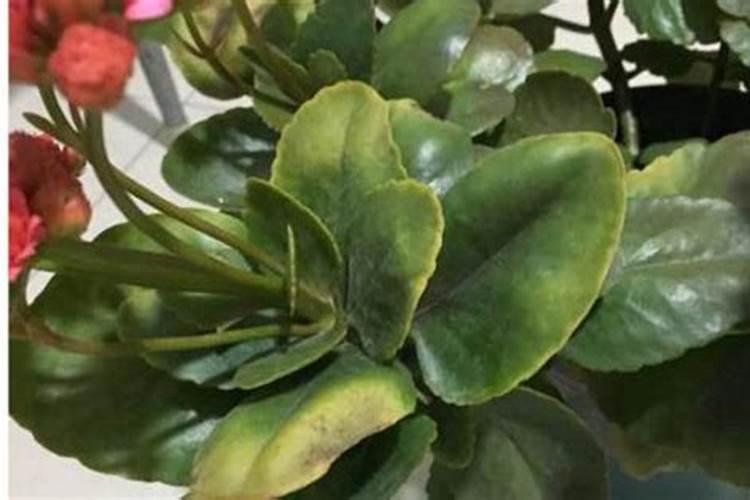 墨兰开花后如何养护,花期怎么养护