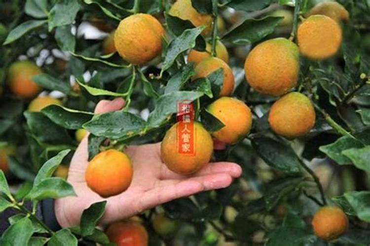 脆蜜金桔怎么保花保果