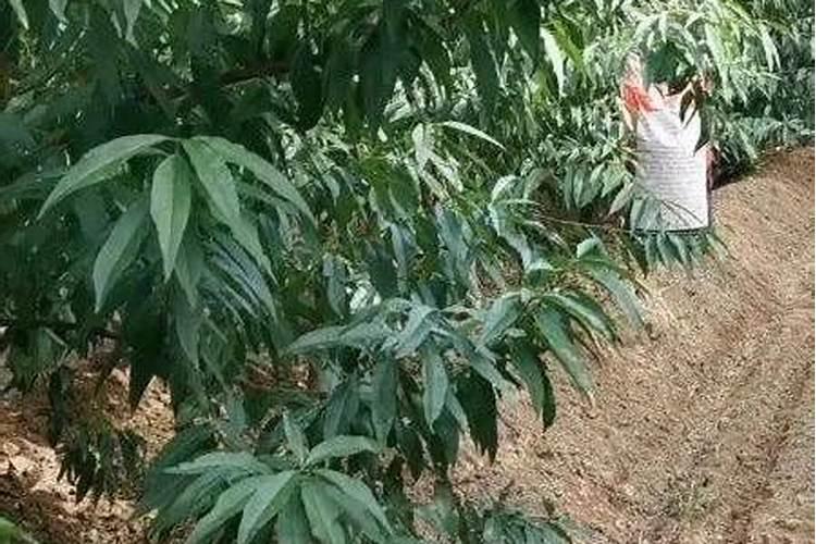 桃树膨大期追施什么肥料好？桃树结果期追肥用什么肥料好？