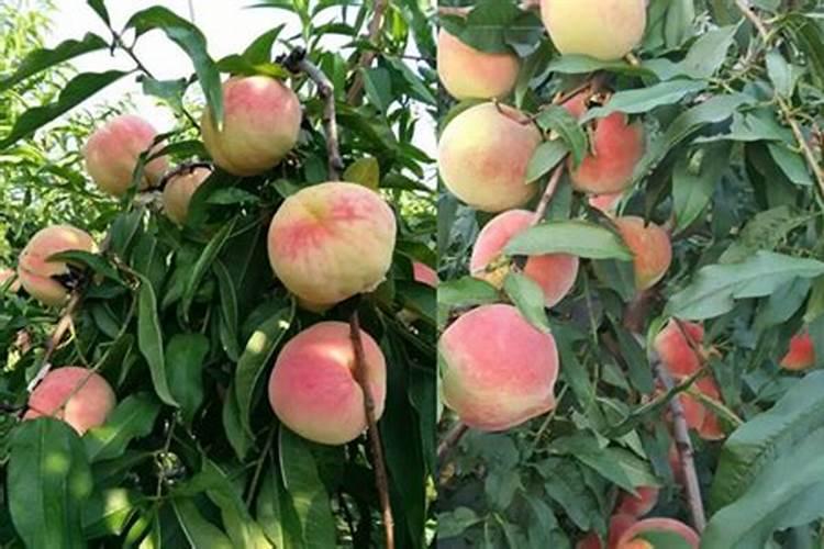 桃树结果期用什么叶面肥效果好？桃树膨果期追施什么肥料好？