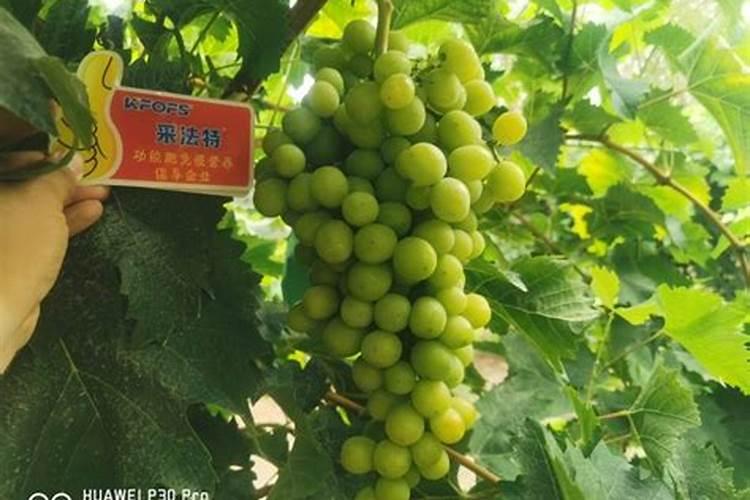 葡萄生根肥用什么好